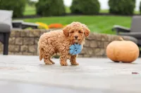 Cosby, a male Cavapoo for sale in Sugarcreek, OH – 5 of 10
