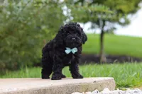 Odin, a male Cavapoo for sale in Sugarcreek, OH – 8 of 9