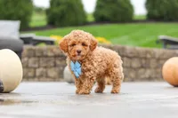Cosby, a male Cavapoo for sale in Sugarcreek, OH – 2 of 10