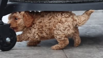 Cosby, a male Cavapoo for sale in Sugarcreek, OH – 10 of 10