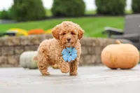Cosby, a male Cavapoo for sale in Sugarcreek, OH – 8 of 10