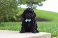 Odin, a male Cavapoo for sale in Sugarcreek, OH – 2 of 9