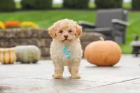 Sven, a male Cavapoo for sale in Sugarcreek, OH – 7 of 9