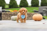 Cosby, a male Cavapoo for sale in Sugarcreek, OH – 4 of 10