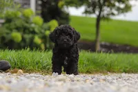 Odin, a male Cavapoo for sale in Sugarcreek, OH – 3 of 9