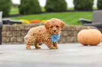 Cosby, a male Cavapoo for sale in Sugarcreek, OH – 6 of 10