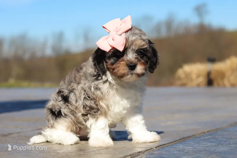 Nova – Cavapoo puppy for sale in Sugarcreek, OH