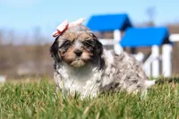 Nova, a female Cavapoo for sale in Sugarcreek, OH – Photo 5 of 7