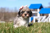 Nova, a female Cavapoo for sale in Sugarcreek, OH – Photo 6 of 7