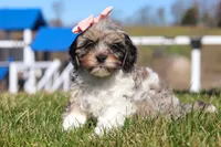 Nova, a female Cavapoo for sale in Sugarcreek, OH – Photo 2 of 7