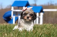 Nova, a female Cavapoo for sale in Sugarcreek, OH – Photo 3 of 7
