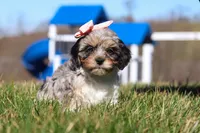Nova, a female Cavapoo for sale in Sugarcreek, OH – Photo 4 of 7