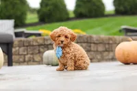 Cosby, a male Cavapoo for sale in Sugarcreek, OH – 3 of 10