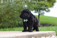 Odin, a male Cavapoo for sale in Sugarcreek, OH – 5 of 9