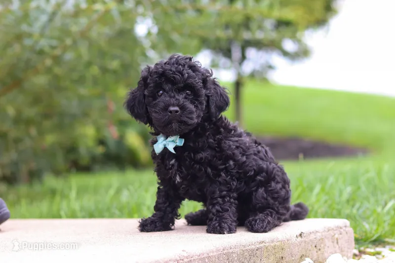 Odin – Cavapoo puppy for sale in Sugarcreek, OH
