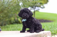 Odin, a male Cavapoo for sale in Sugarcreek, OH – 1 of 9