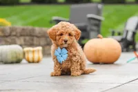 Cosby, a male Cavapoo for sale in Sugarcreek, OH – 9 of 10