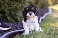 Jack, a male Cavapoo for sale in Sugarcreek, OH – Photo 4 of 10