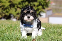 Jack, a male Cavapoo for sale in Sugarcreek, OH – Photo 10 of 10