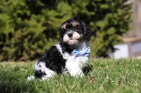 Jack, a male Cavapoo for sale in Sugarcreek, OH – Photo 9 of 10