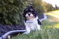 Jack, a male Cavapoo for sale in Sugarcreek, OH – Photo 3 of 10