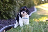 Jack, a male Cavapoo for sale in Sugarcreek, OH – Photo 6 of 10