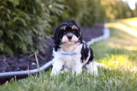 Jack, a male Cavapoo for sale in Sugarcreek, OH – Photo 5 of 10