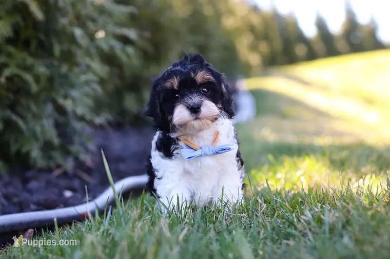 Jack – Cavapoo puppy for sale in Sugarcreek, OH