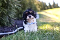 Jack, a male Cavapoo for sale in Sugarcreek, OH – Photo 1 of 10