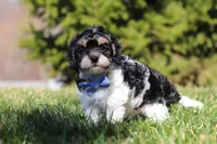 Jack, a male Cavapoo for sale in Sugarcreek, OH – Photo 8 of 10