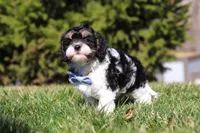 Jack, a male Cavapoo for sale in Sugarcreek, OH – Photo 2 of 10