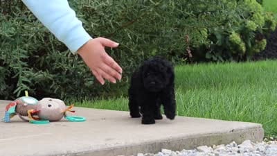 Odin, a male Cavapoo for sale in Sugarcreek, OH – 9 of 9