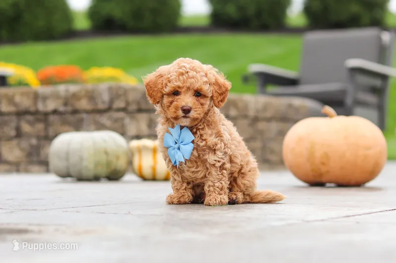 Cosby – Cavapoo puppy for sale in Sugarcreek, OH