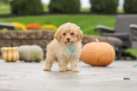 Sven, a male Cavapoo for sale in Sugarcreek, OH – 5 of 9