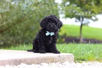 Odin, a male Cavapoo for sale in Sugarcreek, OH – 4 of 9