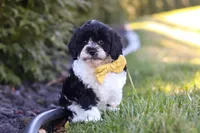 Atlas, a male Cavapoo for sale in Sugarcreek, OH – Photo 7 of 7