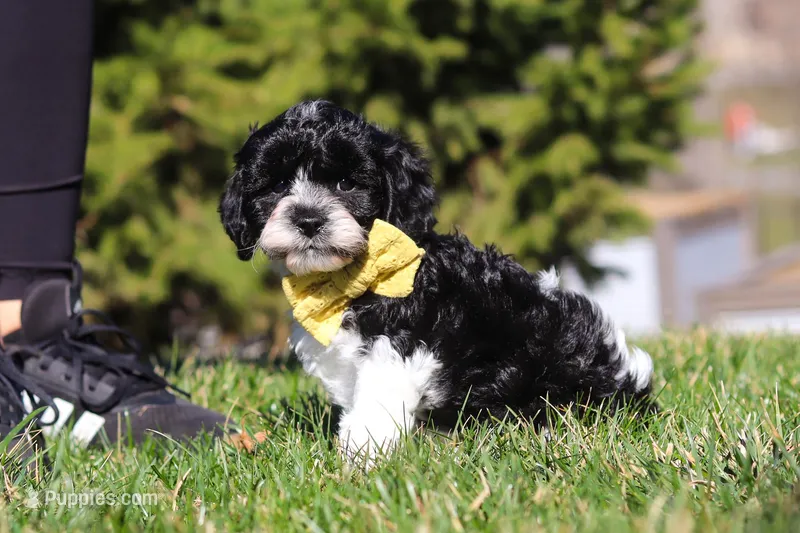 Atlas – Cavapoo puppy for sale in Sugarcreek, OH