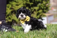 Atlas, a male Cavapoo for sale in Sugarcreek, OH – Photo 1 of 7