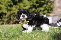 Atlas, a male Cavapoo for sale in Sugarcreek, OH – Photo 5 of 7