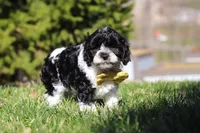 Atlas, a male Cavapoo for sale in Sugarcreek, OH – Photo 6 of 7