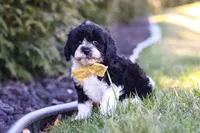 Atlas, a male Cavapoo for sale in Sugarcreek, OH – Photo 2 of 7