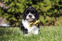 Atlas, a male Cavapoo for sale in Sugarcreek, OH – Photo 3 of 7