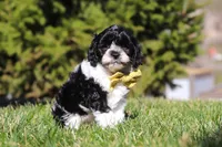 Atlas, a male Cavapoo for sale in Sugarcreek, OH – Photo 4 of 7