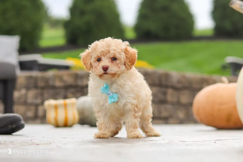 Sven – Cavapoo puppy for sale in Sugarcreek, OH
