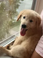 Jacob, a male Golden Retriever for sale in Bothell, WA – 3 of 10