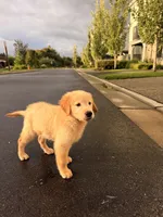 Jacob, a male Golden Retriever for sale in Bothell, WA – 6 of 10