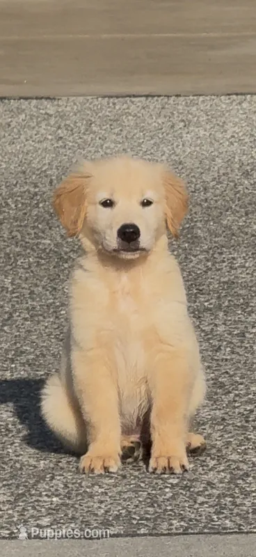 Jacob – Golden Retriever puppy for sale in Bothell, WA