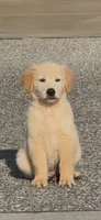 Jacob, a male Golden Retriever for sale in Bothell, WA – 1 of 10