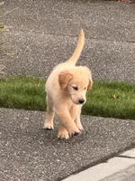Jacob, a male Golden Retriever for sale in Bothell, WA – 2 of 10