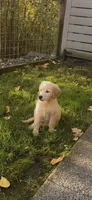 Jacob, a male Golden Retriever for sale in Bothell, WA – 8 of 10